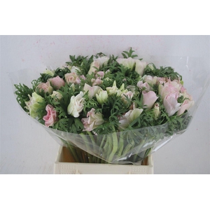 Anem Mistral Super Rosa Chiaro