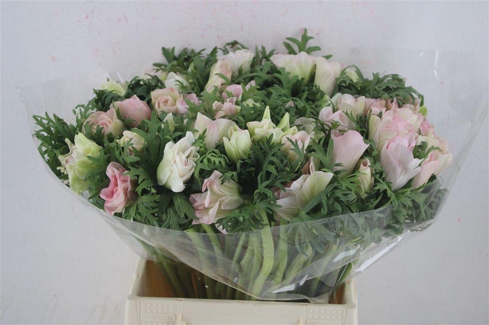 <h4>Anem Mistral Super Rosa Chiaro</h4>