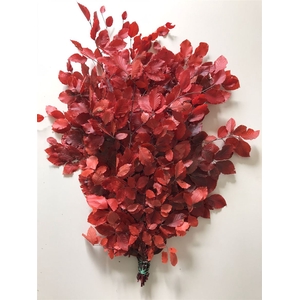 Beuk Gestabiliseerd Rood