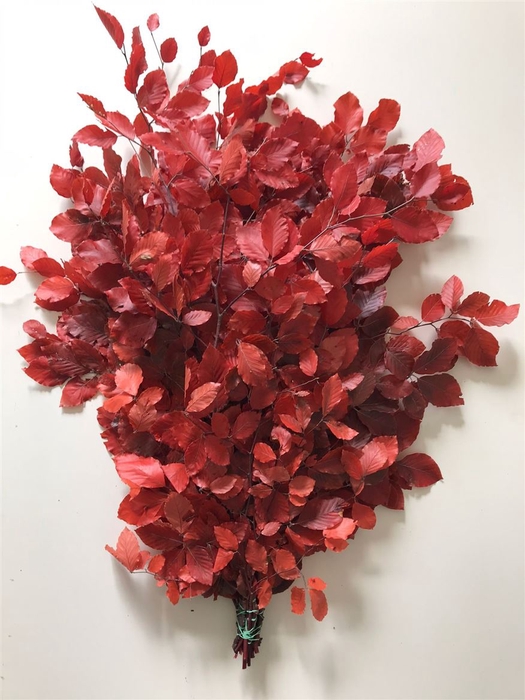 <h4>Beuk Gestabiliseerd Rood</h4>