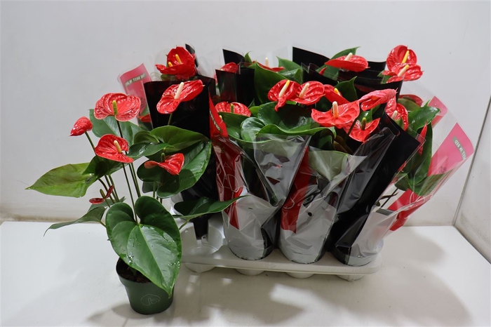 <h4>Anthu An Madural</h4>