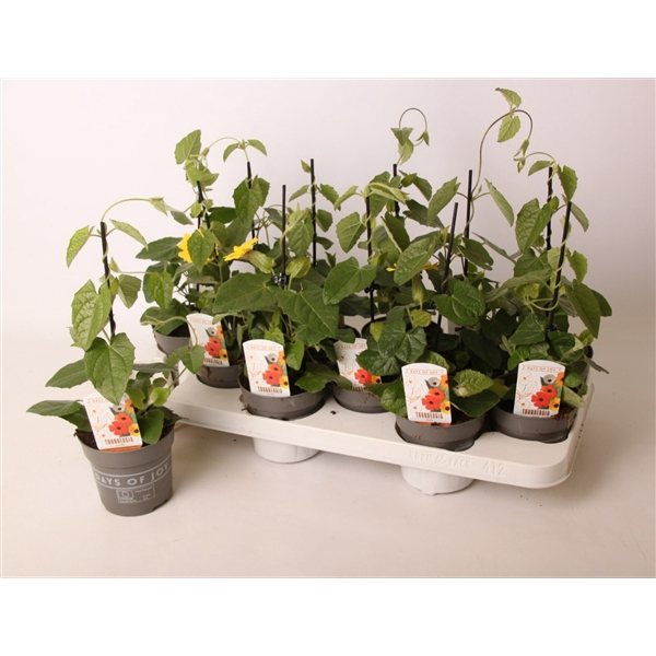 <h4>Thunbergia alata 'Yellow Dark Eye'</h4>
