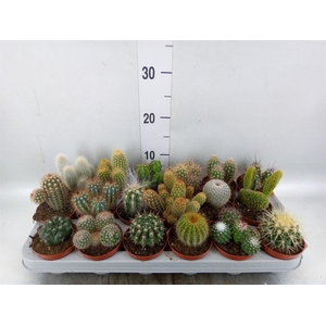 Cactus   ...mix