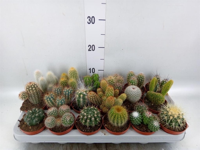 <h4>Cactus   ...mix</h4>