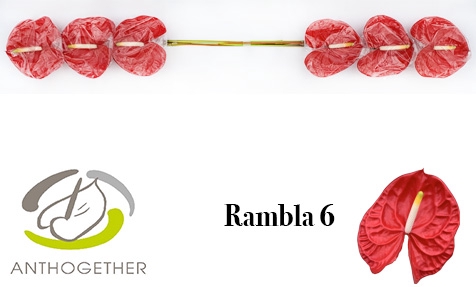 <h4>ANTH A RAMBLA 6</h4>
