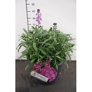 Erysimum 26 Cm. P. Bowles Mauve