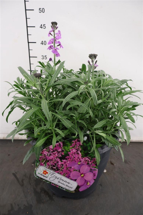 <h4>Erysimum 26 Cm. P. Bowles Mauve</h4>