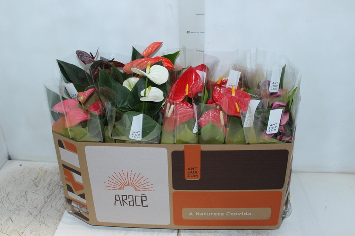 <h4>ANTHURIUM VARIADO P12</h4>