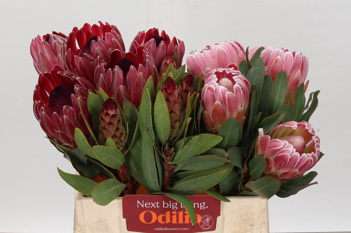 <h4>Protea mix in bucket</h4>