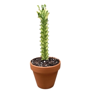 Overig planten Euphorbia Lactea Variegata