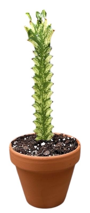 <h4>Overig planten Euphorbia Lactea Variegata</h4>
