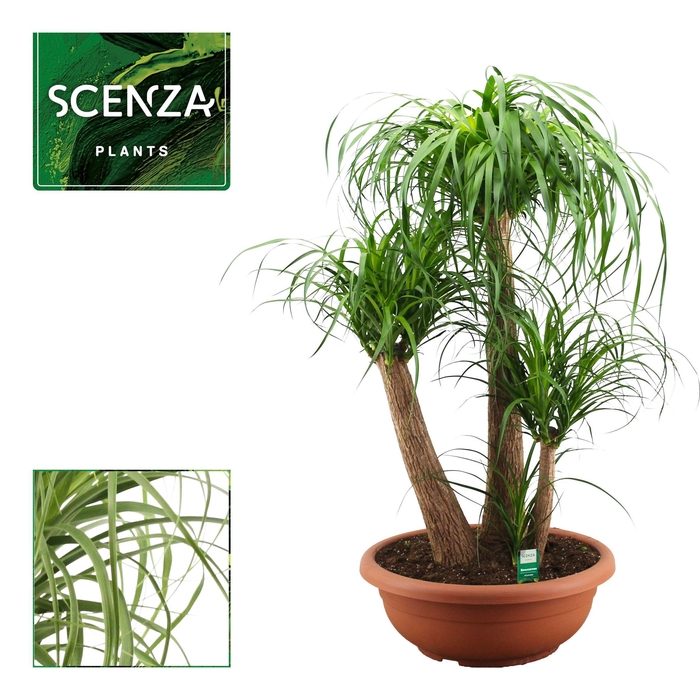 <h4>Beaucarnea vertakt compact 55 cm (Scenza)</h4>