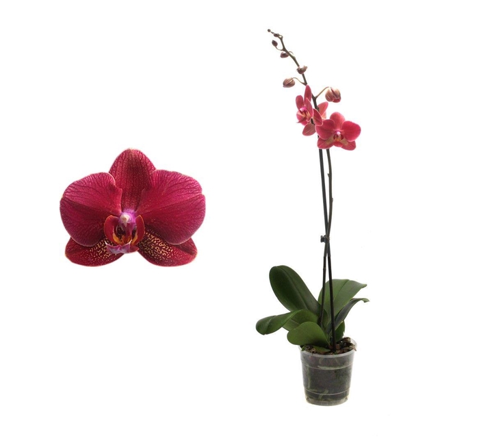 <h4>Phal Rood 1T9+</h4>