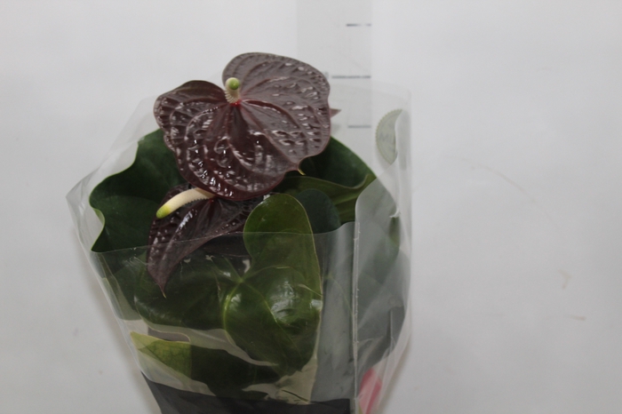 <h4>ANTHURIUM SEMPRE P17 PREMIUM</h4>