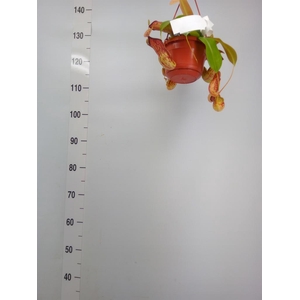 Nepenthes    ...
