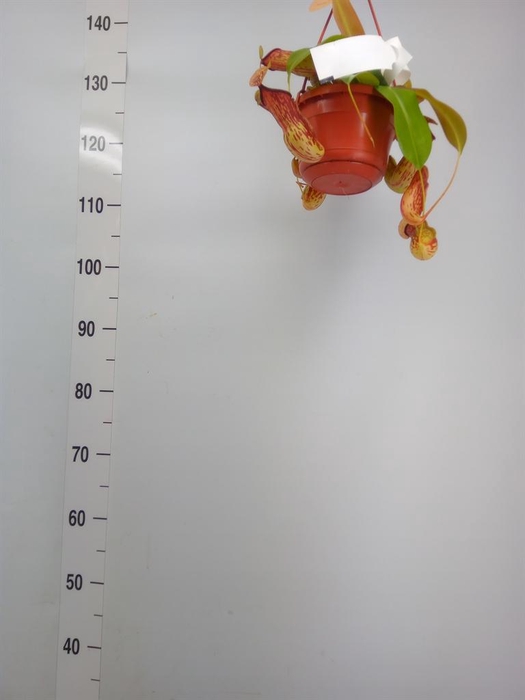 <h4>Nepenthes    ...</h4>