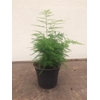 ASPARAGUS DENSIFLORUS p12
