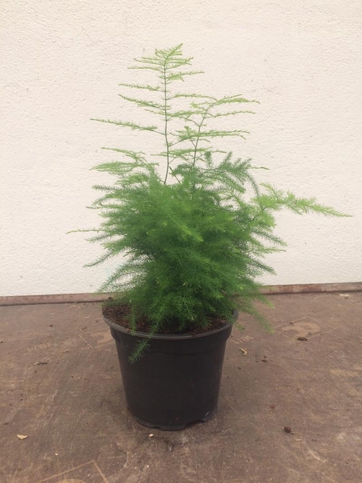 ASPARAGUS DENSIFLORUS p12