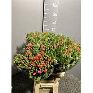 Godetia Red
