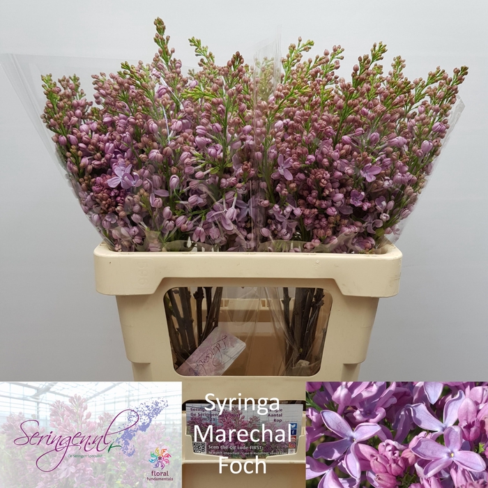 <h4>SYR V MARECHAL FOCH</h4>