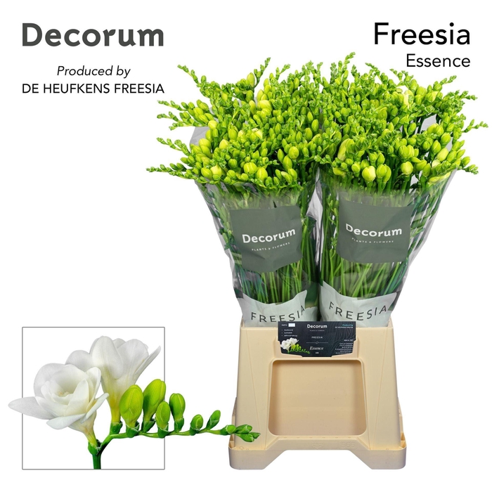<h4>Freesia du Essence</h4>