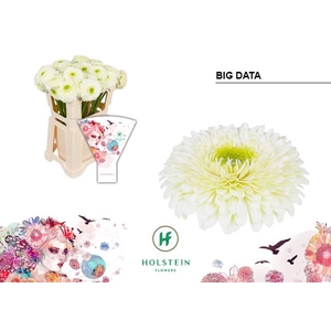 Gerbera Big Data