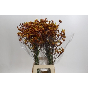 Kangaroo Paw Gold Fever