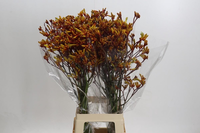 <h4>Anigozanthos Gold Fever</h4>