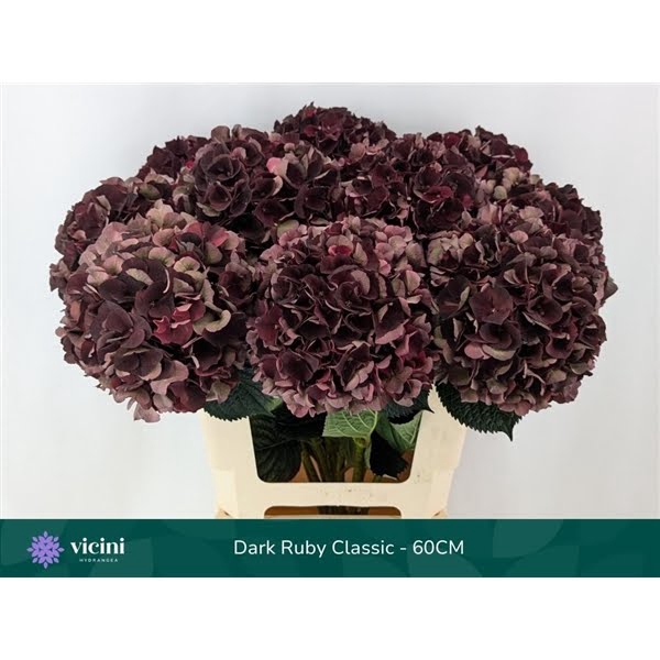 <h4>Hydr Dark Ruby Classic 60 cm Vicini</h4>