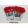 Dianthus St Gennaro