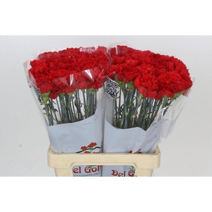 Dianthus St Gennaro