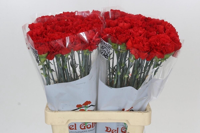<h4>Dianthus St Gennaro</h4>