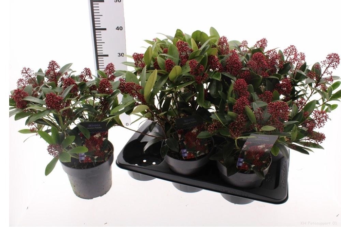 <h4>SKIM J RUBELLA</h4>