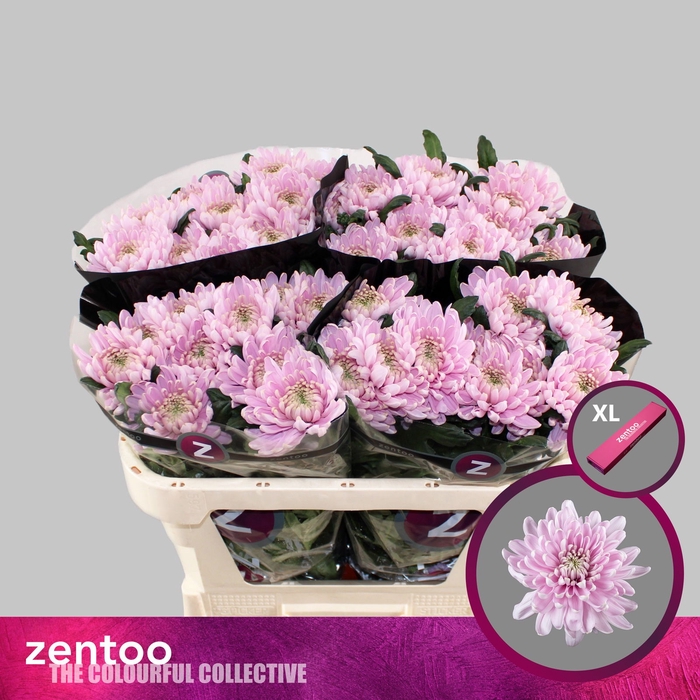<h4>Chr G Rossano Zentoo</h4>