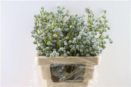 <h4>EUCA BOULE 300GR X10</h4>