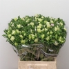 Anem Mistral White Extra