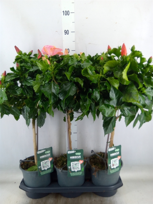 <h4>Hibiscus rosa-sin.   ...mix</h4>