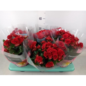 Begonia elat. DU 'Baladin'