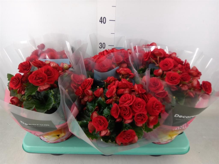 <h4>Begonia elat. DU 'Baladin'</h4>