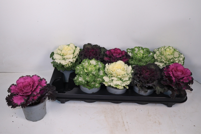 <h4>BRASSICA (SIERKOOL)</h4>