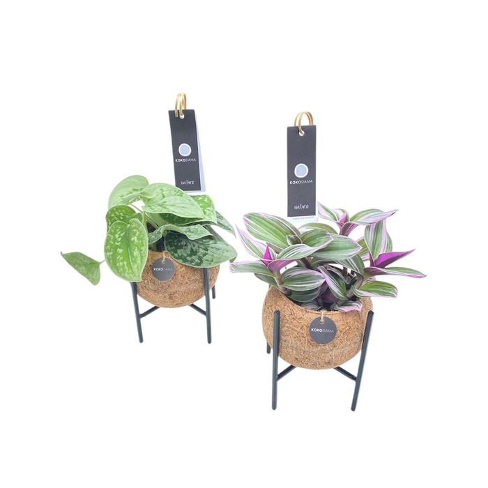 <h4>Kokodama 12 cm Industrial Green mix</h4>