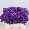 Limonium Navy Sun Birds