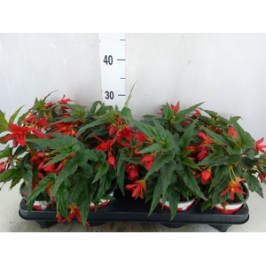 Begonia boliv. 'Beauvilia Red'