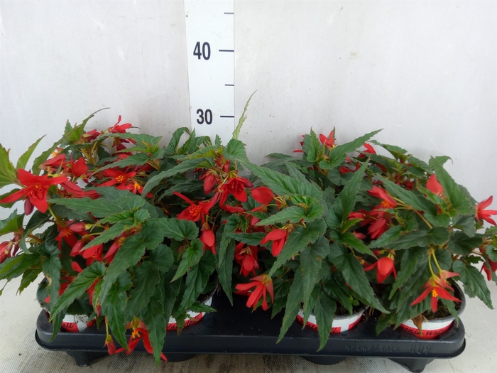 <h4>Begonia boliv. 'Beauvilia Red'</h4>