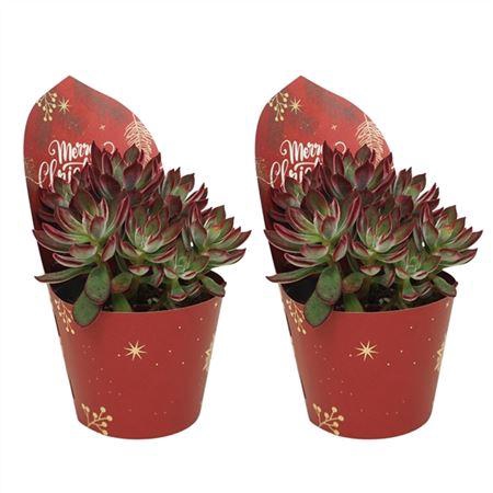 <h4>Echeveria Pulvinata 'devotion' 13 Cm In Kerst Potc</h4>