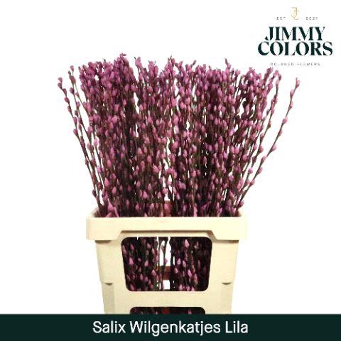 <h4>Salix Katjes L70 Lila</h4>