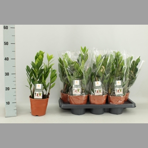 ZAMIO ZAMIIFOLIA