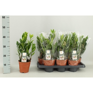 ZAMIO ZAMIIFOLIA