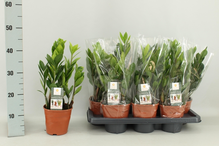 <h4>ZAMIO ZAMIIFOLIA</h4>