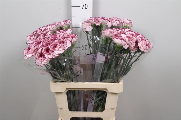 <h4>Di St Damascus</h4>